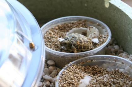 Testudo horsfieldii / Russische Vierzehen Landschildkröten abzugeben