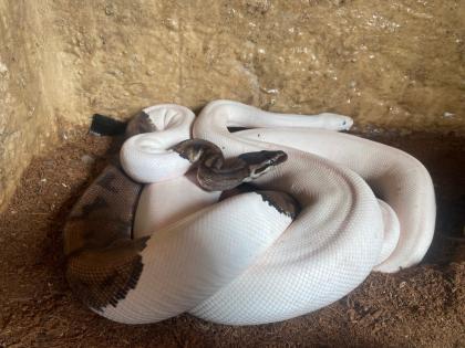 3 x Königspython Python Regius zu verschenken
