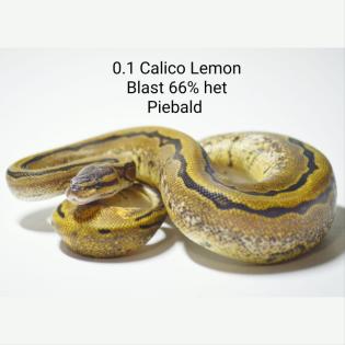 0. 1 Calico Pastel Pinstripe Calico Blast 66 Het Piebald ENZ 06. 22 Königspython