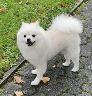 Leon Little Angel Deckrüde Kein Verkauf