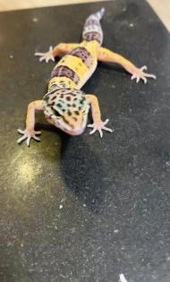 Leopardengeckos aus Hobbynachzucht 2022