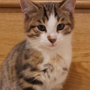 Bengalmixbabys suchen ein zuhause