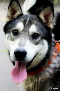 Wolf - freundlicher junger Husky-Bub