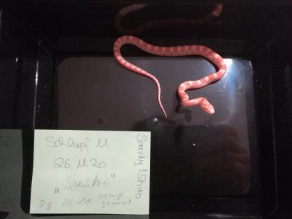 Kornnatter Pantherophis guttatus Jungtiere