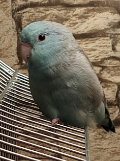 Sperlingspapagein, Männchen