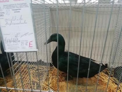 Cayuga Enten Bruteier