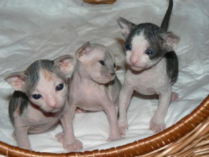 Don sphynx baby