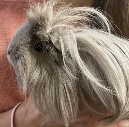 2 Meerschweinchen Weibchen abzugeben