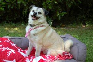 Fitz - männlich 10 Jahre 38 cm 11 kg Mops-Mix Gechipt Kastriert