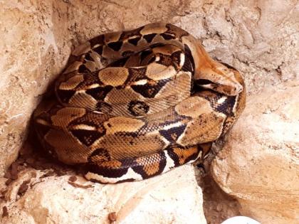 NOTABGABE 2 Boa constrictor imperator