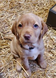 Zuckersüsse Labrador Welpen in Foxred und Blond
