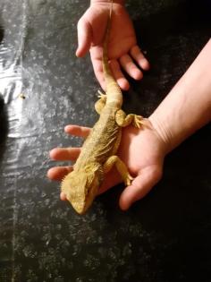 Bartagame
