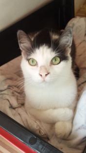 Schmusekatze Lora sucht eine Familie
