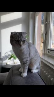 Kater kastriert 1 Jahr mit viel Zubehör