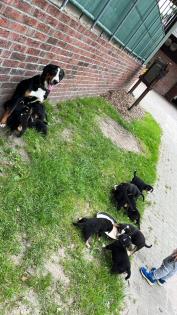 Schweizer Sennenhund Welpen