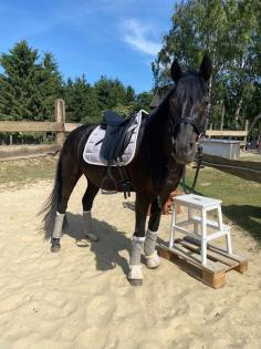 Wunderschöner Wallach Pony