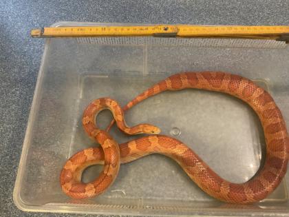 Haltungsaufgabe Kornnatter Terrarium Zubehör