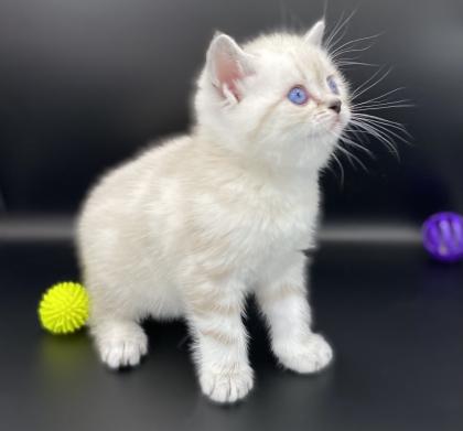 BKH-Kitten- Weibchen-Stammbaum