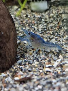Blaue Florida Flusskrebse