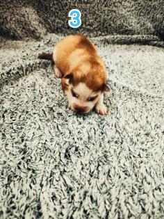 Sibirian Husky Welpen