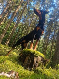 Dobermann rüde 3, 5 jahre unkastriert