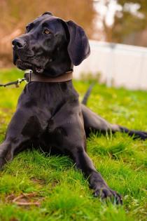 Deutsche Dogge