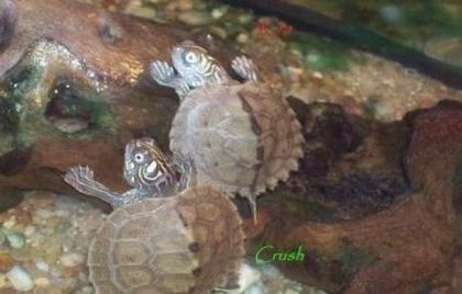 2 Höckerschildkröten zu vergeben.