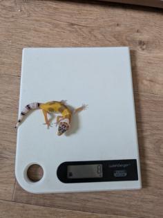 Leopardgeckos aus Rostock NZ 2024