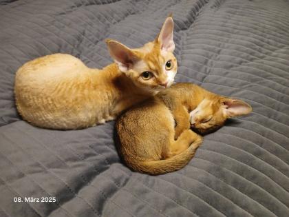 Devon Rex Kater Amour 10 Monate, kastriert - verspielt und sehr liebevoll