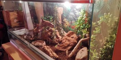 Adulte weibliche Kornnatter inkl. vollausgestattetem Terrarium abzugeben