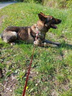 Deutscher Schäferhund in Liebe Hände abzugeben