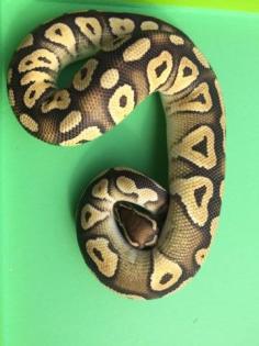 Python Regius Paar 1. 0 Pastel Mojave 100 het. Piebald het. Ghost DNZ 2021 / 0.
