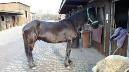 Friesen Wallach Verlasspferd 6 Jahre