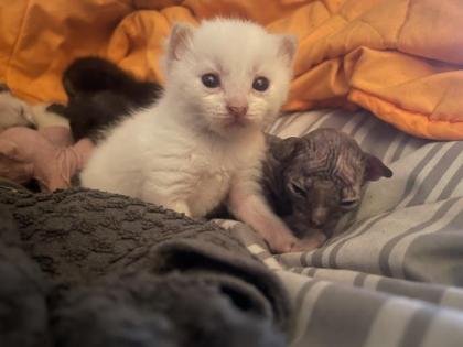 Sphynx Gummi, brush und Velours