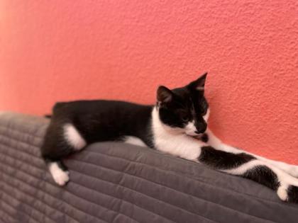 Katze, Siam/EK- Mix, 6 Monate alt, kastriert, abzugeben