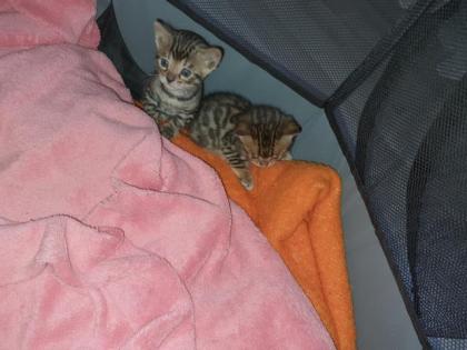 Bengalkitten