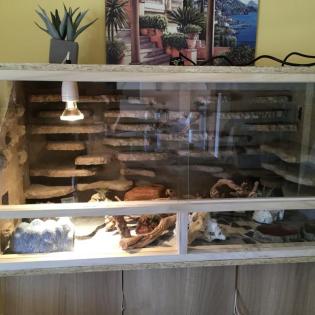 Leopardgecko