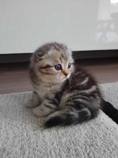 Reinrassige Britisch Kurzhaar Katzenbaby