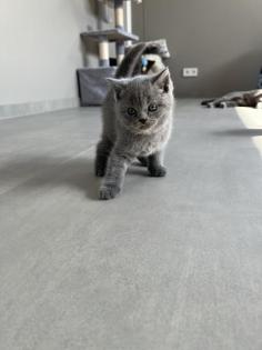 BKH Katzen