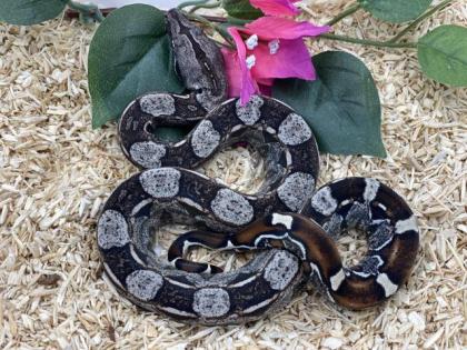 Boa Constrictor Imperator NZ 2022