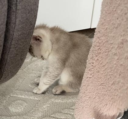 Bkh Kitten ab Sofort nur noch 1 Junge