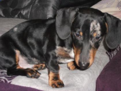 DRINGEND Tiger-Dackel Welpe Monty