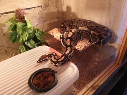 Königspython - Weibchen - DNZ - ca. 130cm - 2, 3kg - inkl. Terrarium