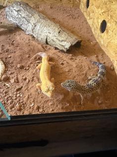 Leopard geckos mit terrarium und zubehör