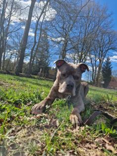Amstaff American Stafford Terrier Puschel sucht dringend ein neues Zuhause