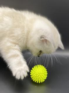 BKH-Kitten- Weibchen-Stammbaum