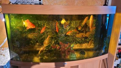 Aquarium mit Goldfischen