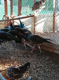 Spalding Pfauen Hähne, Hennen Pfau
