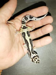 Leopardgecko Weibchen