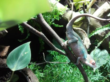 Furcifer Pardalis, Ambilobe, Pantherchamäleon